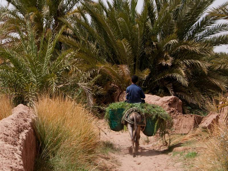 Un niño trabajando con la ayuda del burro