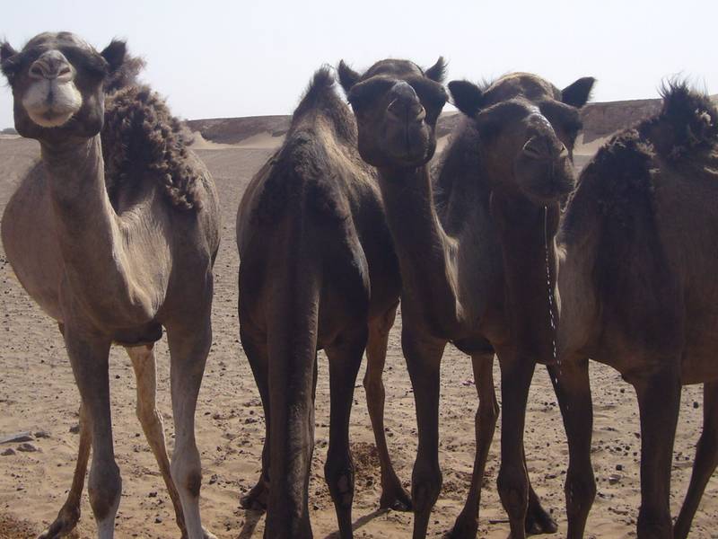 Els dromedaris, els més sabis del desert