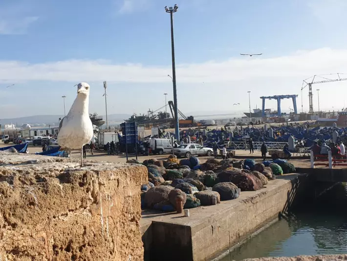 Port pesquer d'Essaouira a la costa atlàntica del Marroc